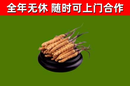 巴宜区烟酒回收冬虫夏草.jpg