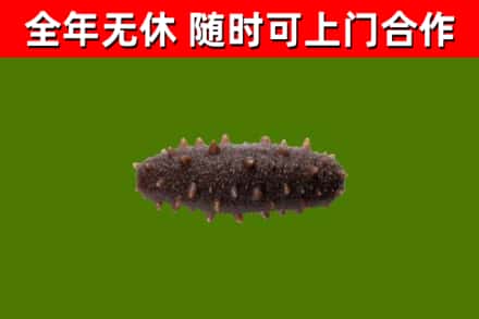 巴宜区烟酒回收干海参.jpg